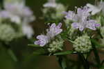 Narrowleaf mountainmint